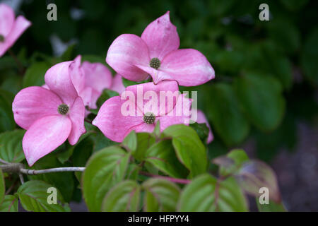 Superbes fleurs roses sur un arbre ornemental en bois de chien Banque D'Images