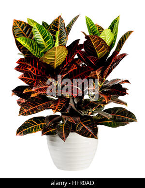 Close up attrayant des feuilles larges Croton plante sur pot blanc brillant, isolé sur fond blanc. Banque D'Images