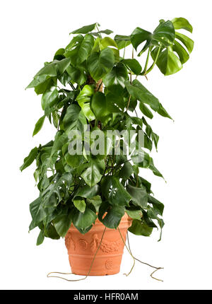 Légumes verts delicious monster plante dans un pot en terre cuite de plus en plus un enjeu central Banque D'Images