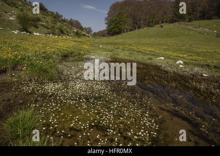 Le water-crowfoot, Ranunculus trichophyllus, dans le ruisseau, Apennins, en Italie. Banque D'Images