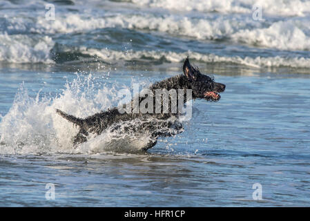 Braque allemand bénéficiant de jouer dans la mer. Banque D'Images