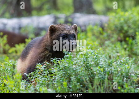 Wolverine dans la forêt de la taïga Banque D'Images