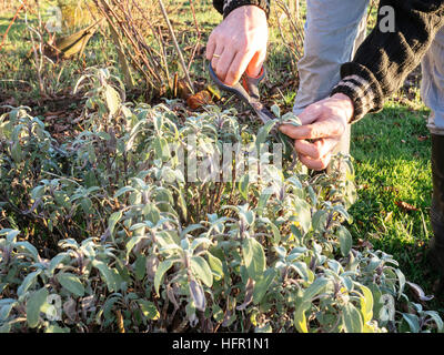 La récolte jardinier sauge (Salvia officinalis) feuilles dans un jardin d'herbe à faire du thé de sauge fraîche. Banque D'Images