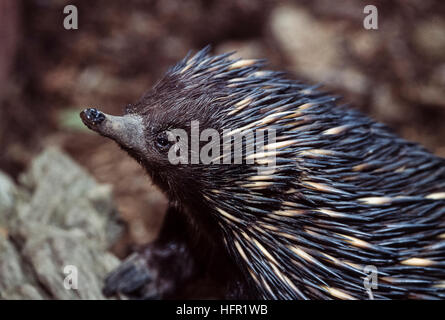 Échidné à nez court,Tachyglossus aculeatus, Queensland, Australie Banque D'Images