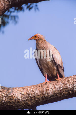 Percnoptère Neophron percnopterus,d'oiseaux adultes, perchés au perchoir dans un arbre,Inde,Rajasthan,Bharatpur Banque D'Images