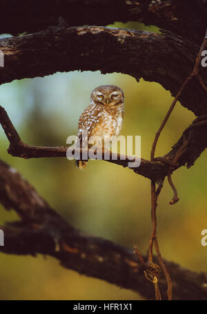 Spotted Owlet, (Athene brama), Parc national de Keoladeo Ghana,Rajasthan, Inde Banque D'Images