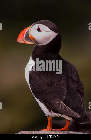 Macareux moine, Fratercula arctica),(Iles Farne, Northumbria, Northumberland, Royaume-Uni Banque D'Images