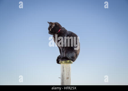 Chat noir assis sur un poste en bois blanc contre un ciel bleu, Banque D'Images