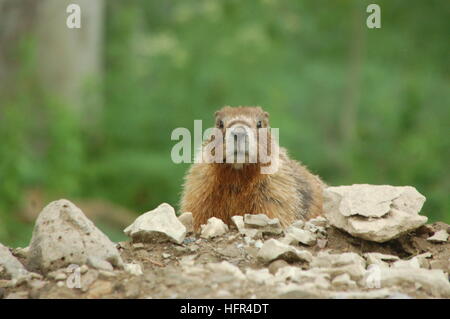 Une Marmotte se diriger du côté de la route près de la Balustrade Mesa, CO. Banque D'Images