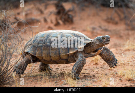 La tortue du désert d'Agassiz (Gopherus agassizii) Balade en terrain sec, la Vallée de Feu, Mojave Desert, Nevada, USA Banque D'Images