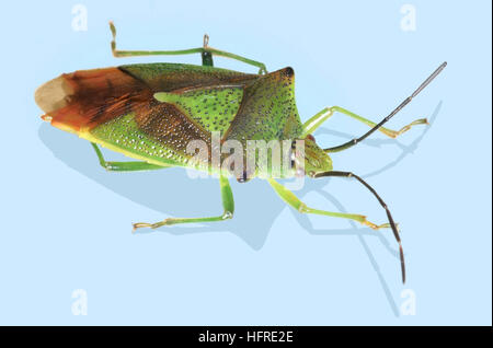 Hawthorn Shieldbug Acanthosoma haemorrhoidale () Banque D'Images