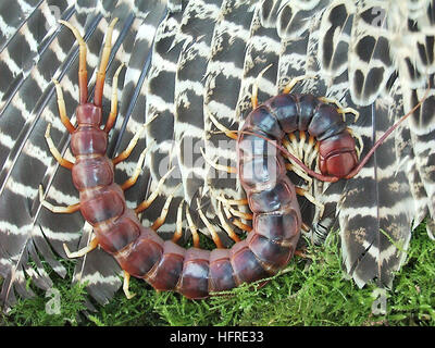 Centipede géant amazonien (Scolopendra gigantea) Banque D'Images