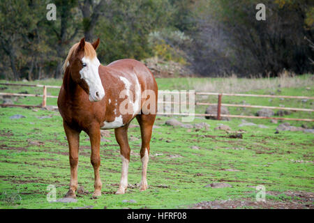 Lateral view Frontal de pinto American Saddle horse dans le champ à côté de l'alerte, les oreilles, a fait de l'avant Banque D'Images