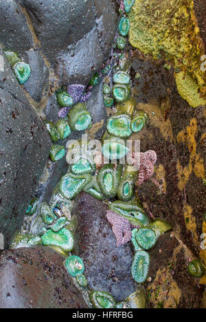 Groupe d'anémones de mer dans la zone intertidale. Côte de l'Oregon. Banque D'Images