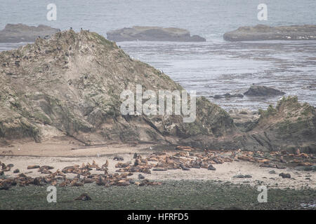 Colonie de lions de mer, Cape Arago State Park. Banque D'Images