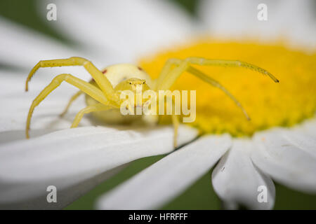 Une fleur jaune (araignée crabe Misumena vatia) attend pour les insectes pollinisateurs sur les pétales d'un oxeye daisy. Banque D'Images