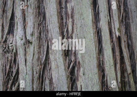 Close-up de l'écorce de séquoia de Californie. Banque D'Images
