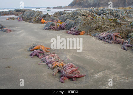 Colorés et abondants seastars sur la plage de Redwood National Park (Californie, USA). Banque D'Images