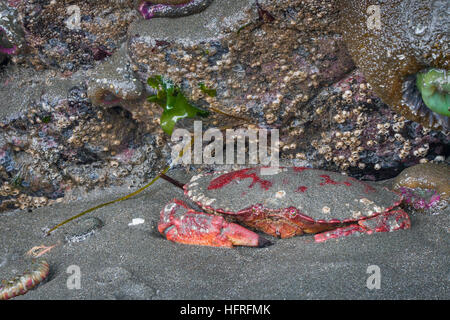 Un crabe commun du Pacifique s'accroupit dans le sable à marée basse dans la région de Redwood National Park, Californie, USA. Banque D'Images