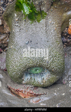 Un crabe commun du Pacifique s'accroupit sous une anémone de mer verte à marée basse dans la région de Redwood National Park, Californie, USA. Banque D'Images