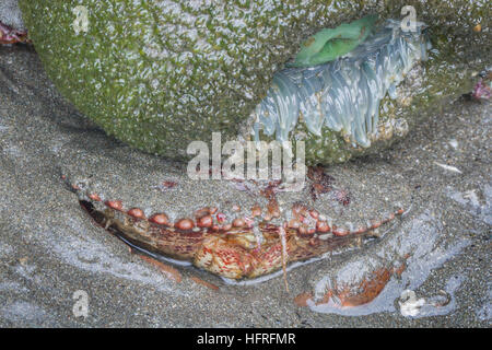 Un crabe commun du Pacifique s'accroupit sous une anémone de mer verte à marée basse dans la région de Redwood National Park, Californie, USA. Banque D'Images