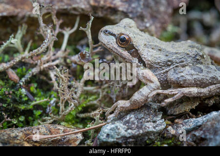 Rainette du Pacifique (Pacific) treefrog, un nord-ouest du Pacifique très polymorphe des espèces indigènes. Banque D'Images