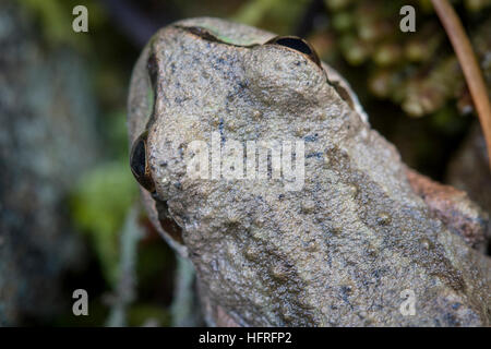 Rainette du Pacifique (Pacific) treefrog, un nord-ouest du Pacifique très polymorphe des espèces indigènes. Banque D'Images