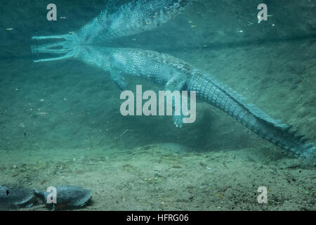 Photographie sous-marine d'un gavial (Gavialis gangeticus), un crocodile en voie de disparition. Banque D'Images