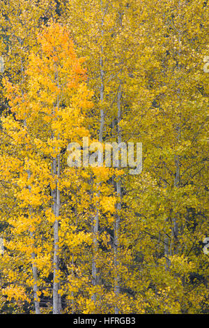 Embout Orange, Aspen Stevens Pass, Cascades nord, Leavenworth, Kansas, USA Banque D'Images