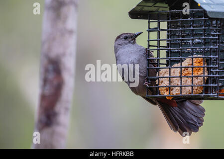 Catbird Dumetella carolinensis (gris) perché sur un convoyeur de rognon. Banque D'Images