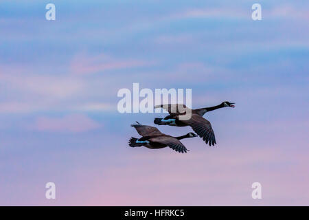 Couple de bernaches du Canada voler dans un ciel coloré. Banque D'Images