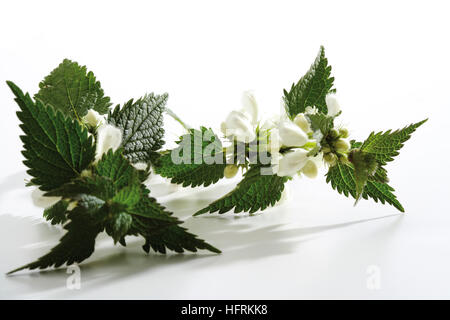 White Deadnettle (Lamium album) Banque D'Images