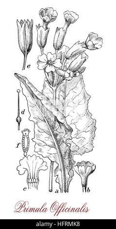 Primula veris ou coucou bleu est une plante aux fleurs jaunes, il est utilisé en cuisine ou une salade et de vin saveur Banque D'Images