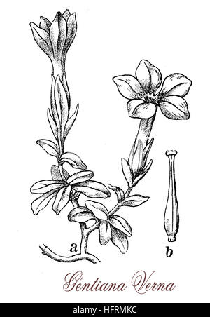 Gentiane printanière Gentiana verna ou est une plante alpine avec fleurs bleu intense, utilisé en phytothérapie et de liqueurs digestives Banque D'Images