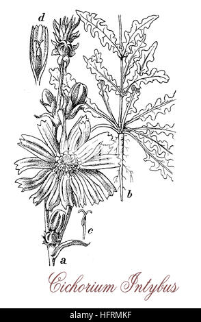 La chicorée est une plante à fleurs bleues cultivées pour les feuilles de salade et de culture fourragère ; ses racines sont utilisées comme substitut de café Banque D'Images