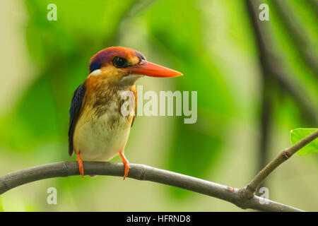 Martin-pêcheur Nain oriental, Black-Backed Kingfisher sur la branche d'attendre pour la chasse Banque D'Images