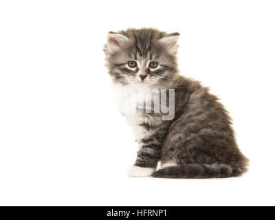 Mignon bébé chaton chat des forêts norvégiennes assis face caméra isolé sur fond blanc Banque D'Images