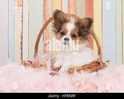 Chiot mignon papillon dans un panier en osier avec des couleurs pastel sur l'arrière-plan Banque D'Images