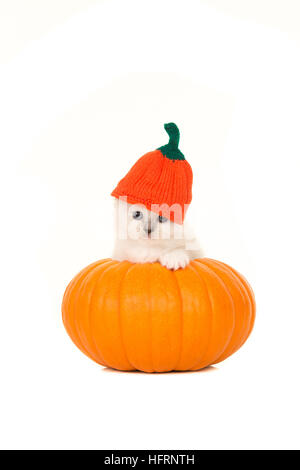 Mignon bébé ragdoll chat dans une citrouille orange et un chapeau citrouille isolé sur fond blanc Banque D'Images