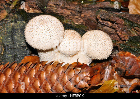 Champignons Puffball commun. (Lycoperdon perlatum) Banque D'Images