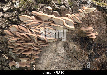 Pleurote (Pleurotus ostreatus) growing on tree dans le parc national New Forest. Banque D'Images