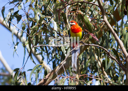 Rosella orientale (Platycercus eximius) perchée dans un arbre Banque D'Images