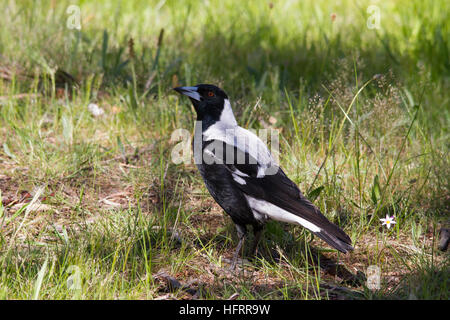 Magpie australienne (Cracticus tibicen) debout sur le sol Banque D'Images