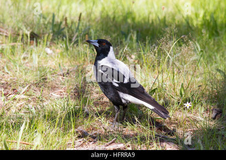 Magpie australienne (Cracticus tibicen) debout sur le sol Banque D'Images