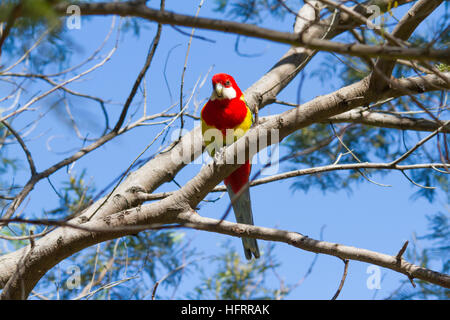 Rosella orientale (Platycercus eximius) perchée dans un arbre Banque D'Images