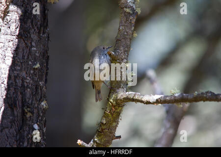 Acantise brun (acanthiza pusilla) perché sur une branche Banque D'Images