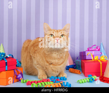 L'orange et au gingembre tabby cat sur surface Bleu clair Violet avec fond dénudé des tas de cadeaux, chapeaux de fête et de curling de ruban. Banque D'Images