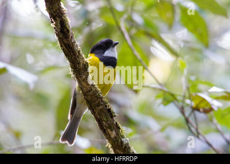 Australian golden whistler (pachycephala pectoralis) perché sur une branche Banque D'Images