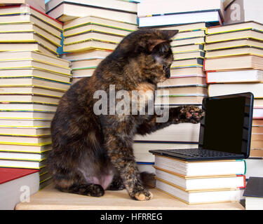 L'écaille, ou Torbie tortie tabby cat assis devant des piles de livres avec ordinateur portable, ordinateur miniature type écran vide pour votre message.. Cat Banque D'Images