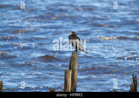 Grand cormoran (phalacrocorax sulcirostris) perché sur un post Banque D'Images